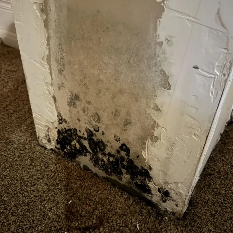 Professional Mold Removal in Taos, NM